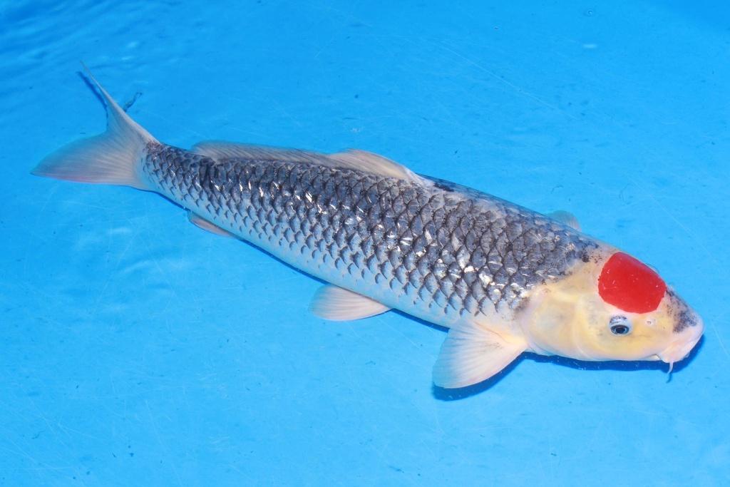 349020 55cm 菅野产 银鳞丹顶五色 雌性 H3 (2).JPG