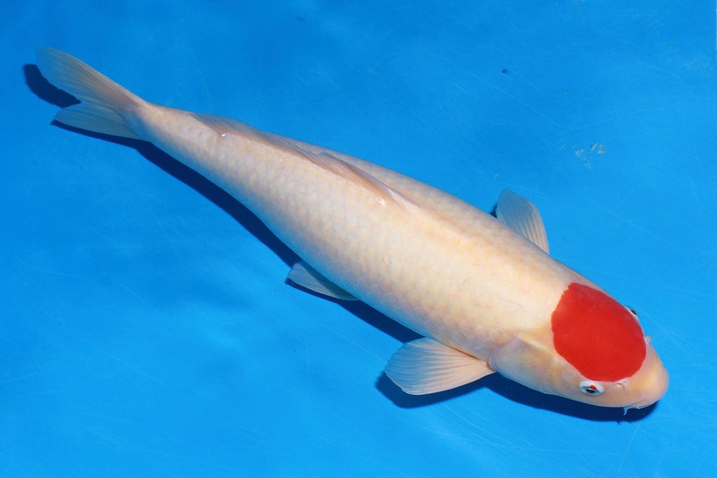 349022 53cm 丸重产 丹顶  雌性 H3 (2).JPG