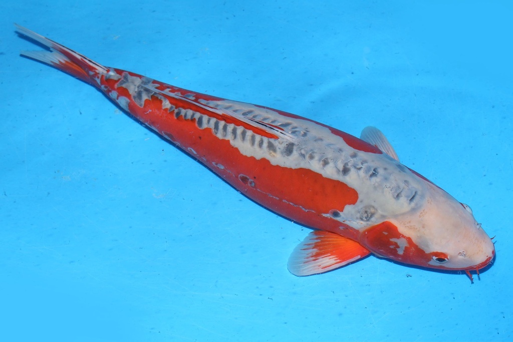 349025 71cm 尾形产 秋翠 雌性 B10 (2).JPG