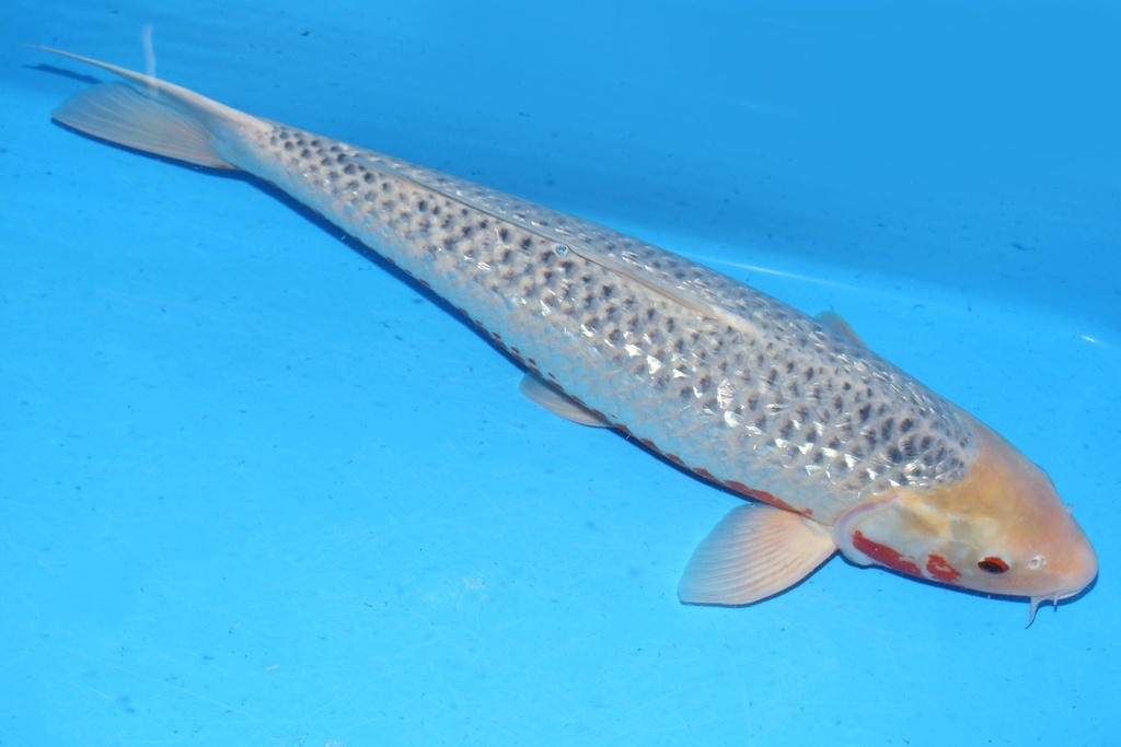 349026 71cm 山重产 银鳞浅黄 雌性 A9 (2).JPG