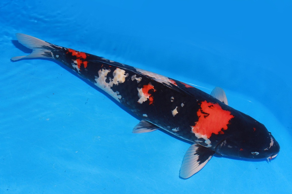 349027 70cm 阪井产 昭和 雌性 花园池 (2).JPG