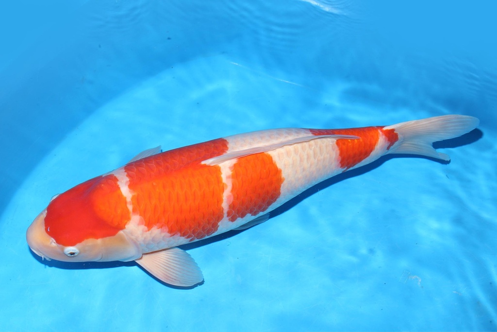 349030 63cm 阪井产 红白 雌性 A9 体型不顺 (3).JPG