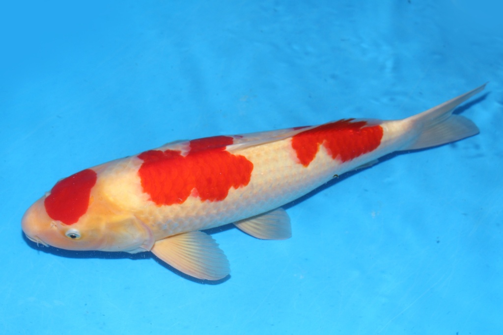 349034 60cm 大日产 红白 雌性 花园池 有疤 (2).JPG