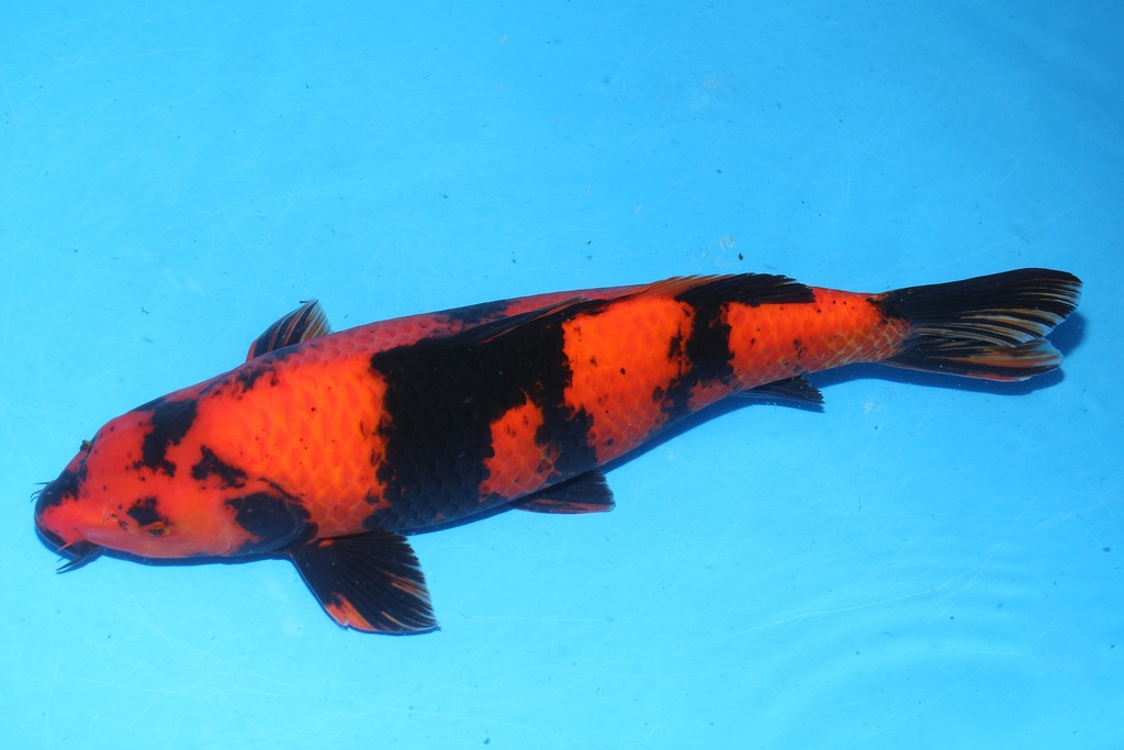 349037 57cm 条田产 绯泻 雌性 花园池 (3).JPG