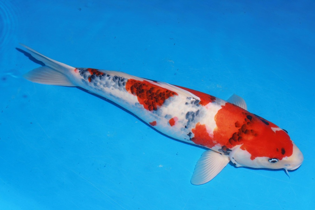 349039 55cm 大日产 昭和 雌性 花园池 (2).JPG