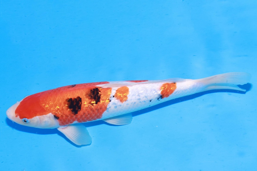 349044 36cm 桃太郎产 银鳞大正 雄性 M4 (3).JPG