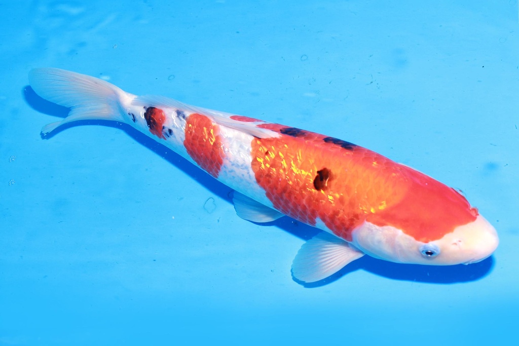 349044 36cm 桃太郎产 银鳞大正 雄性 M4 (2).JPG