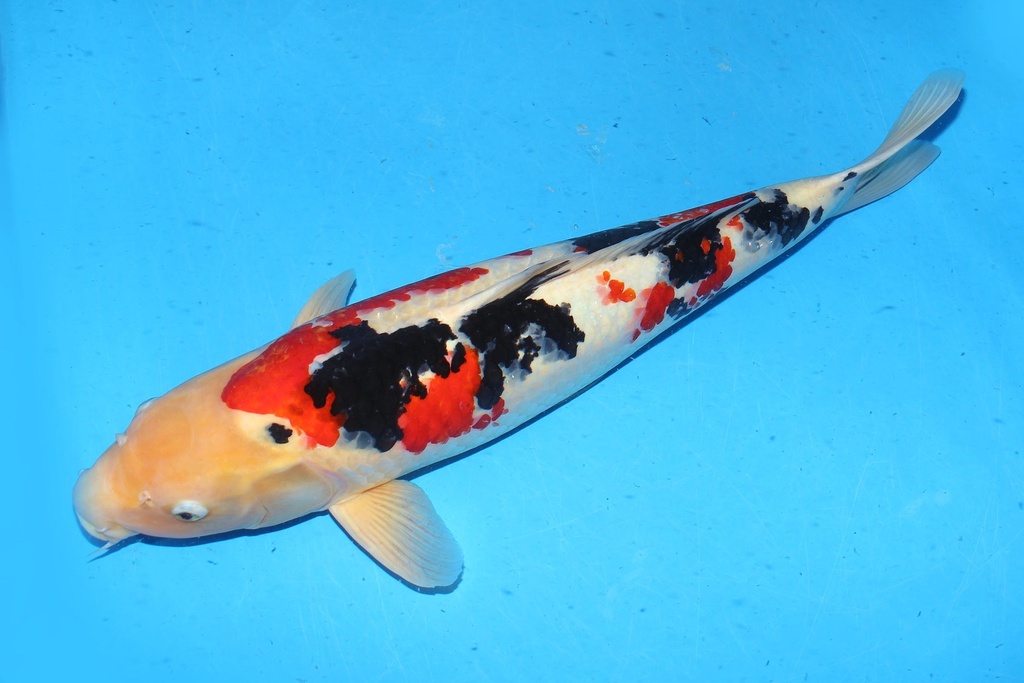 349045 65cm 诚太郎产 大正 雌性 B10 (3).JPG