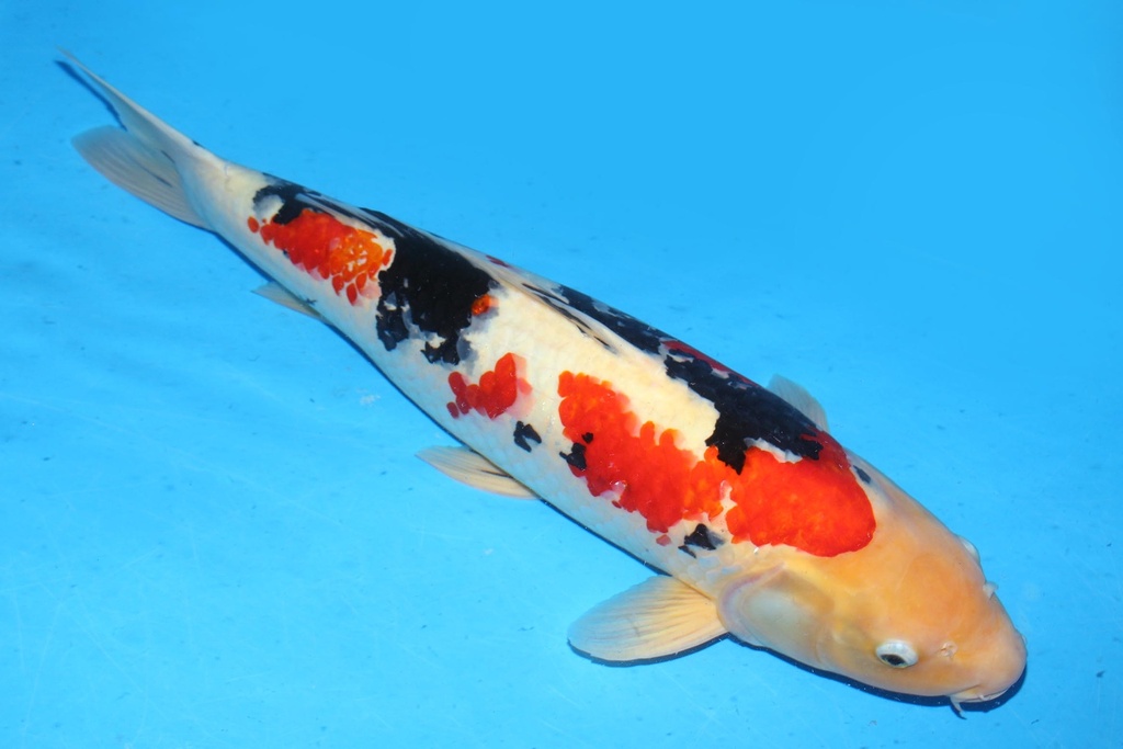 349045 65cm 诚太郎产 大正 雌性 B10 (2).JPG