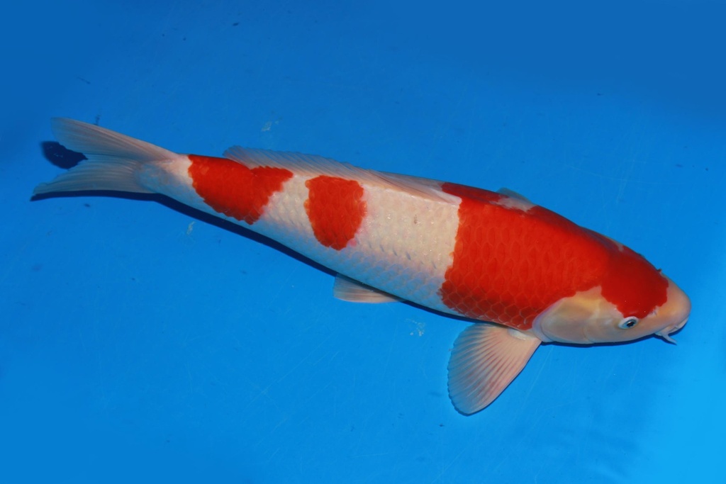 349047 58cm 桃太郎产 红白 雄性 C1 (2).JPG