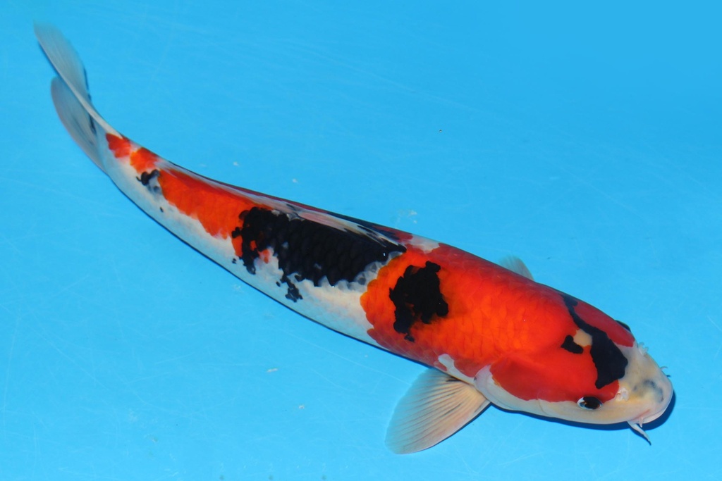 349050 52cm 关口产 昭和 雌性 S3下 (2).JPG