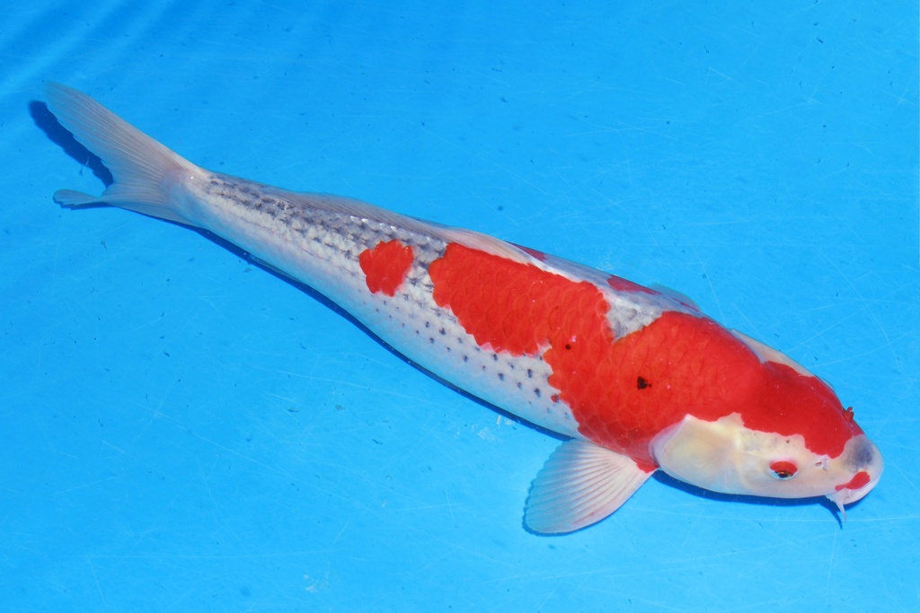 349051 52cm 川上产 五色 雌性 C2 (2).JPG