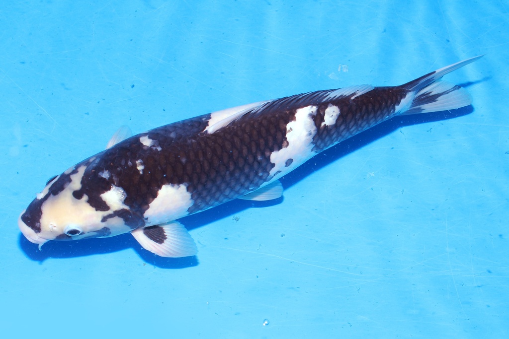 349052 47cm 面迫产 白泻 雌性 C2 (3).JPG