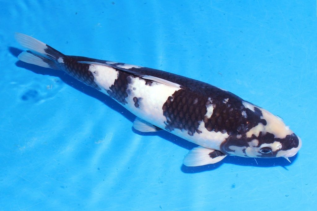 349052 47cm 面迫产 白泻 雌性 C2 (2).JPG