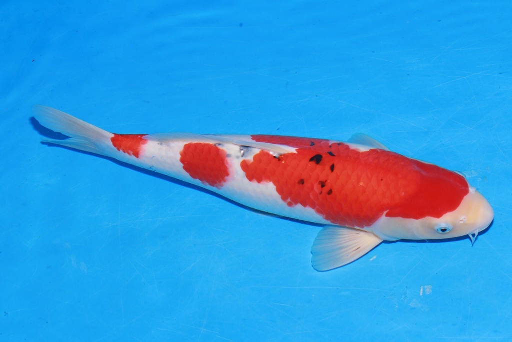 349053 45cm 阪井产 大正 雄性 E4 (2).JPG