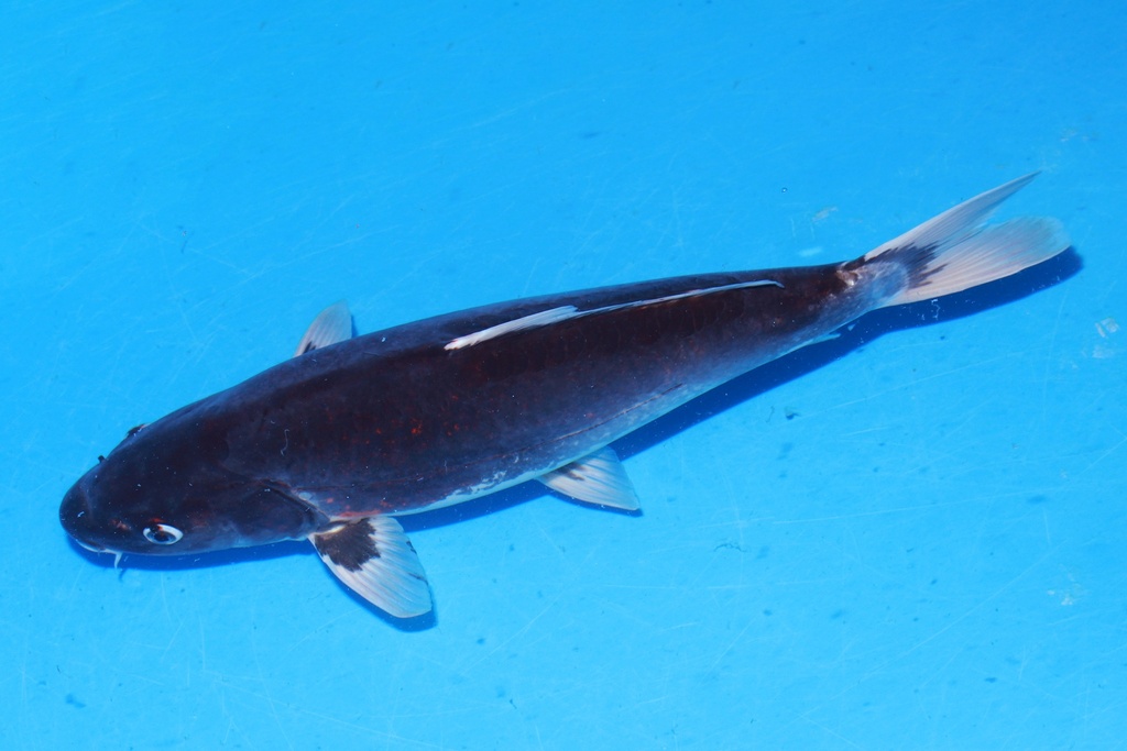 349054 44cm 山重产 九纹龙 雌性 C2 (3).JPG