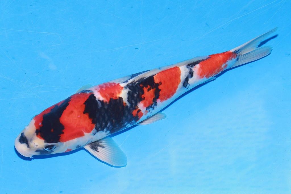 349057 40cm 伊佐产 昭和 雄性 E4-1 (3).JPG