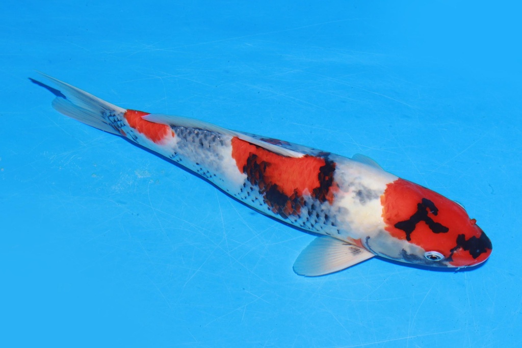 349058 40cm 伊佐产 昭和 雄性 E4 (2).JPG