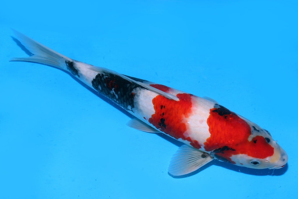 349061 38cm 尾形产 昭和 二才 雄性 P12 (2).JPG