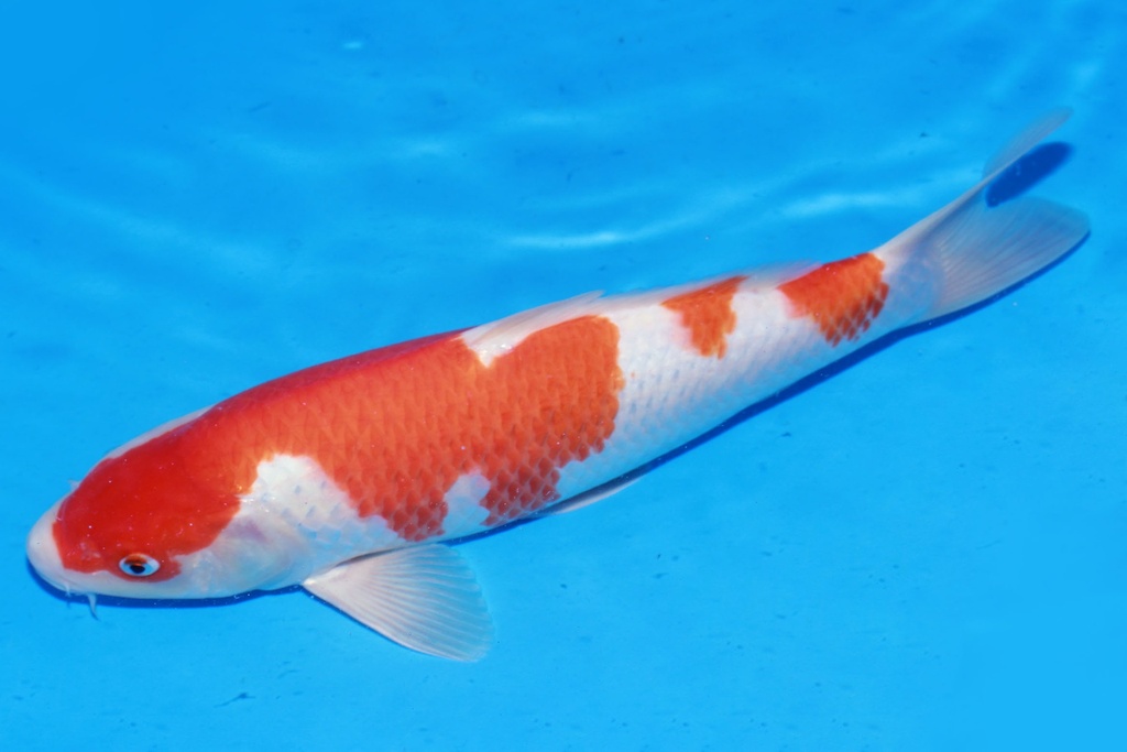 349063 38cm 桃太郎产 雄性 M4 (3).JPG