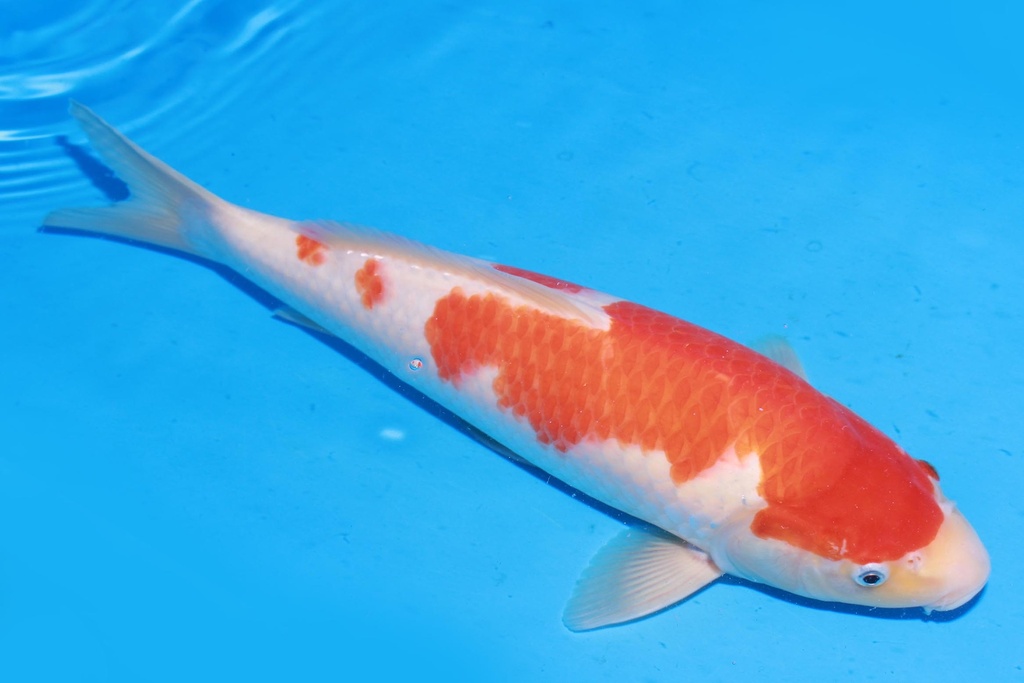 349064 38cm 桃太郎产 红白 雄性 M4 (2).JPG