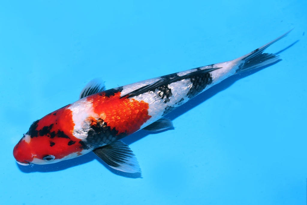 349067 33cm 尾形产 银鳞昭和 二才 雌性 P12 C500 (3).JPG