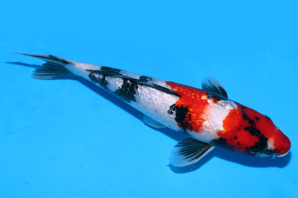 349067 33cm 尾形产 银鳞昭和 二才 雌性 P12 C500 (2).JPG