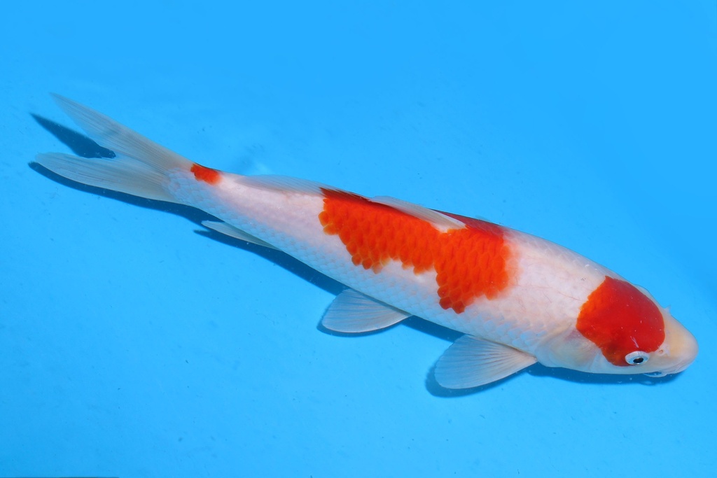 349068 28m 阪井产 红白 当才 雌性 S15下 (2).JPG