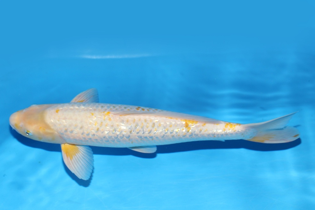 349072 46cm 谷口产 银鳞玉米 雄性 S3下 (3).JPG