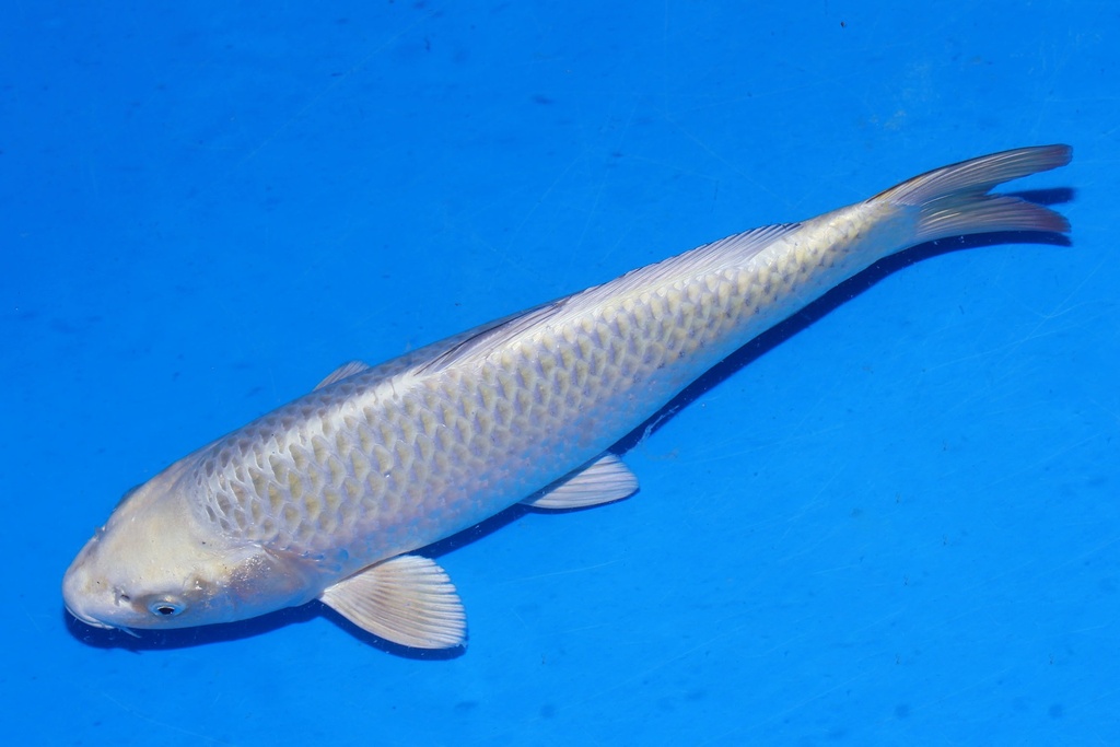 349074 39cm 尾形产 银狐 雌性 S4上 (3).JPG