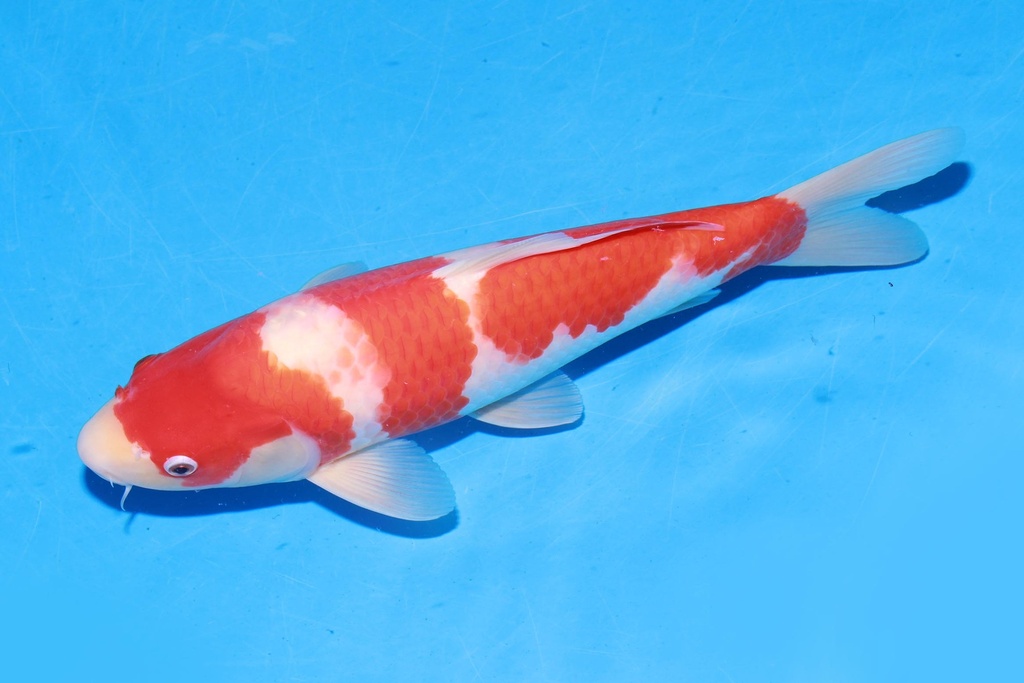 349075 39cm 阪井产  雄性 E4 (3).JPG