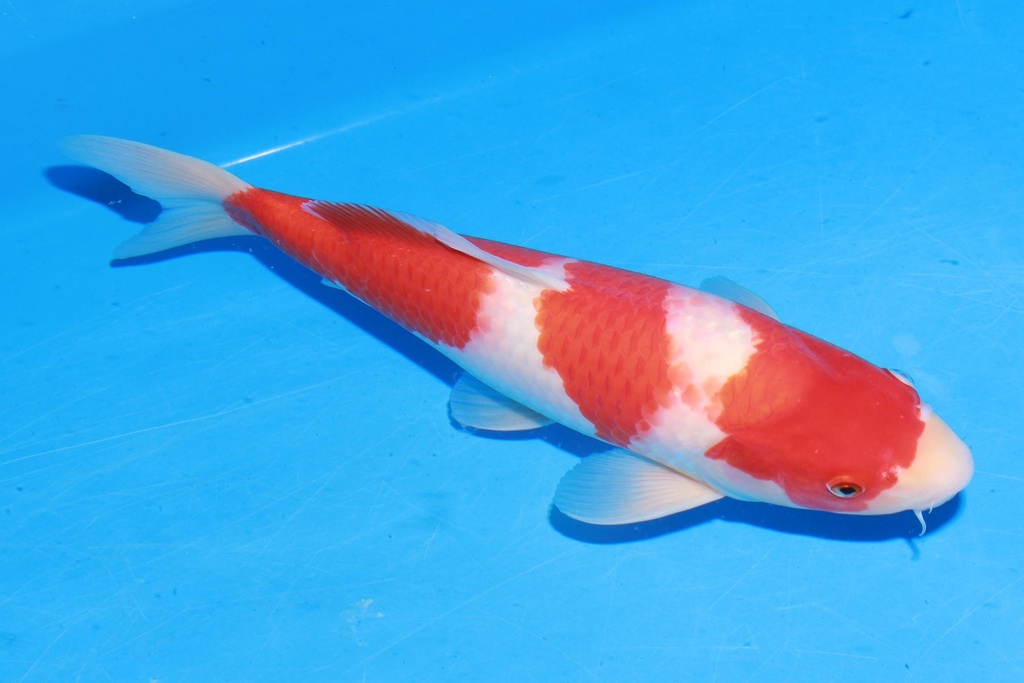 349075 39cm 阪井产  雄性 E4 (2).JPG