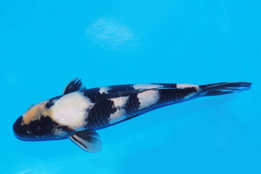 349076 38cm 尾形产 白泻 当才 38cm 雄性 S4下 (3).JPG