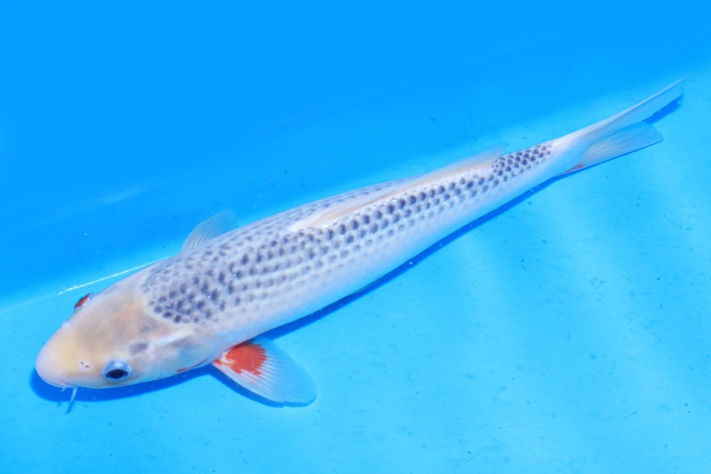 349079 34cm 尾形产 浅黄 雄性 M4 (3).JPG