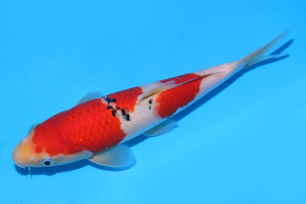 349081 26m 阪井产 大正 当才 公母不明 S15下 (3).JPG