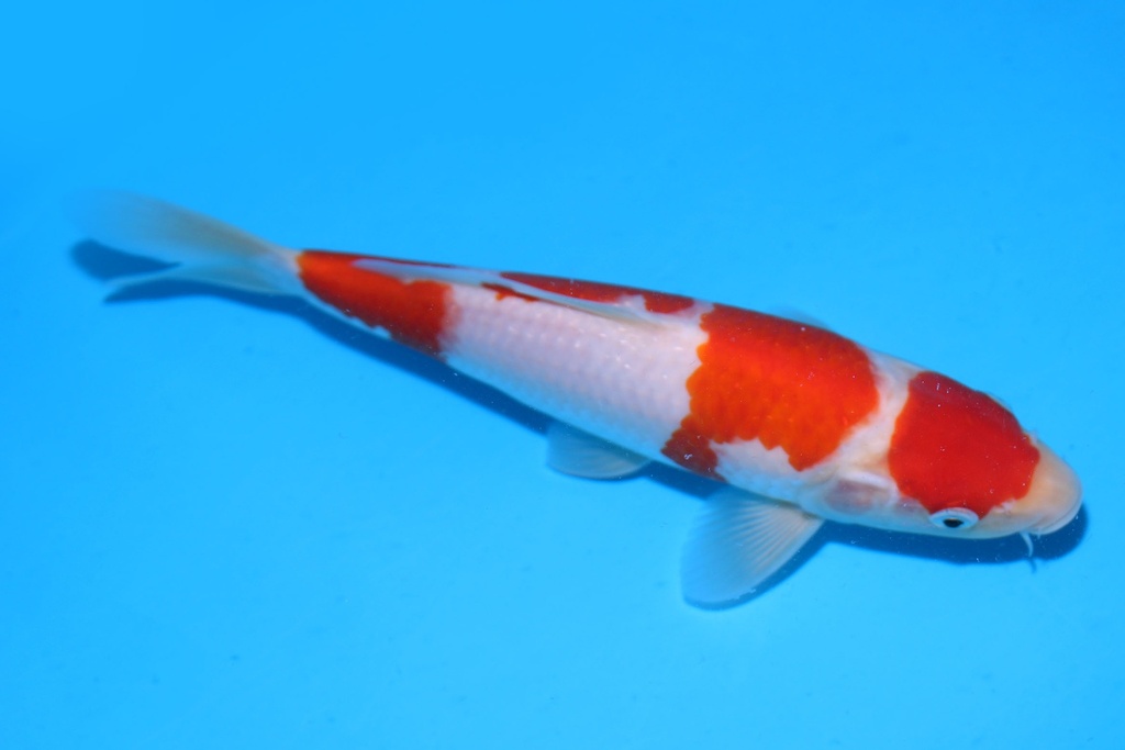 349085 25cm 阪井产 红白 当才 公母不明 S15下 (2).JPG