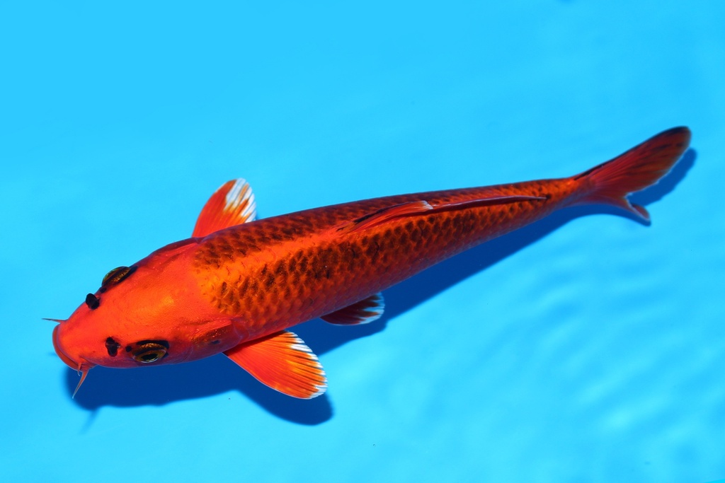 349086 25cm   尾形产 金松叶 当才 公母不明 S15上 (3).JPG