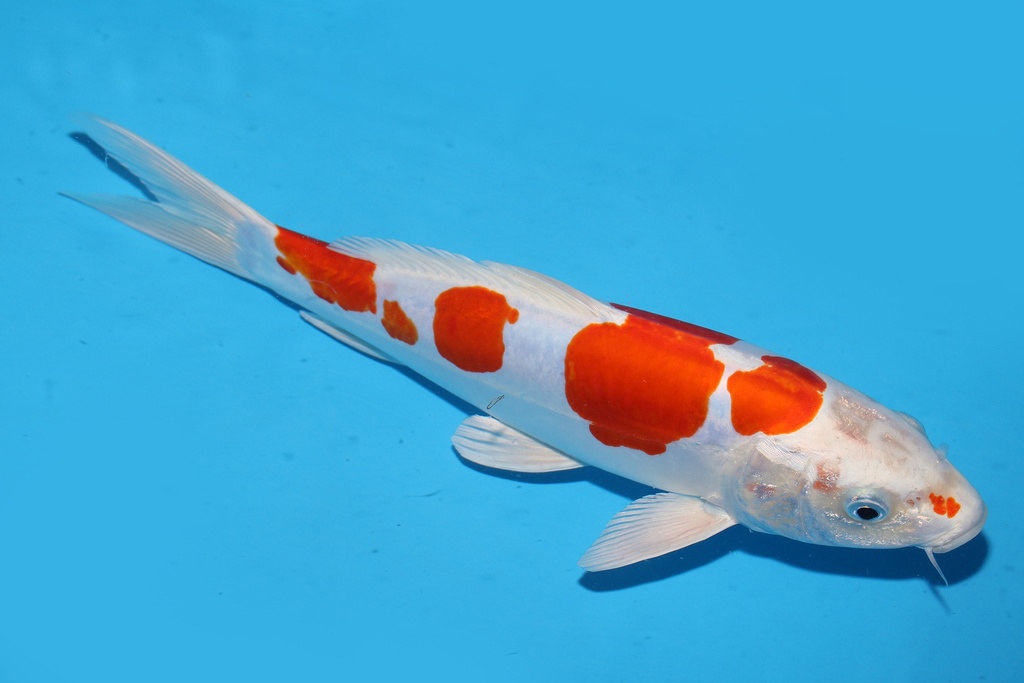 349089 31cm 尾形产 菊水 当才 雌性 S15上 (2).JPG