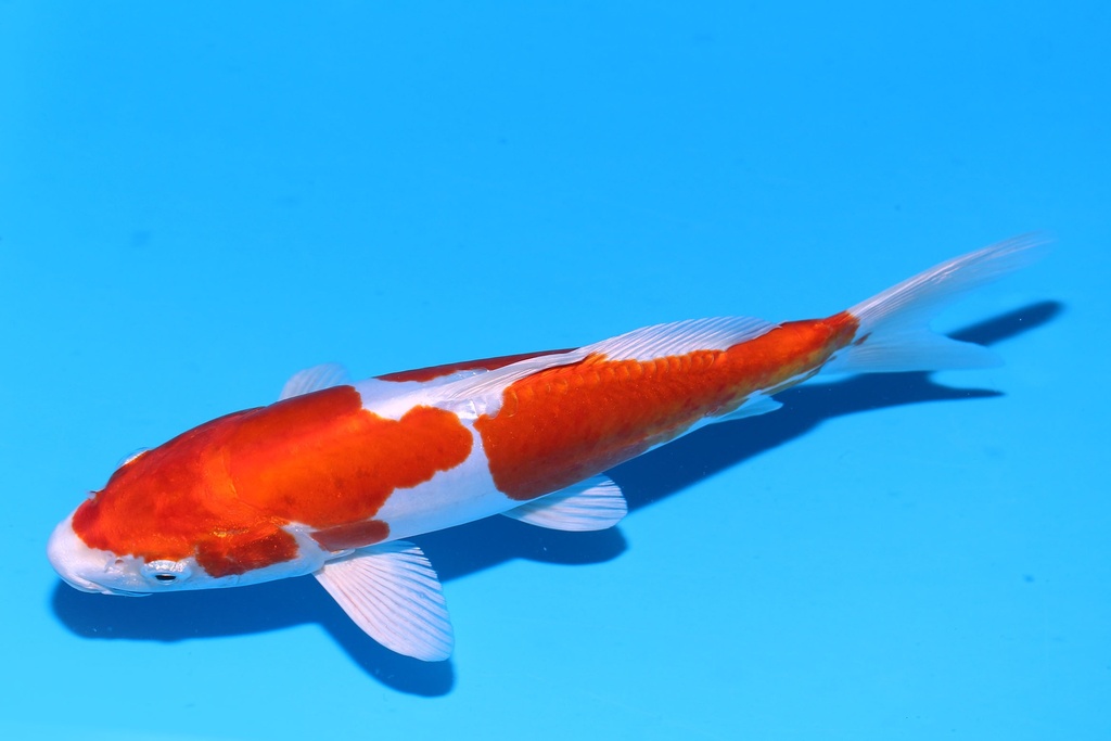 349091 25cm 菅野产 菊水 二才 公母不明 P10 (3).JPG