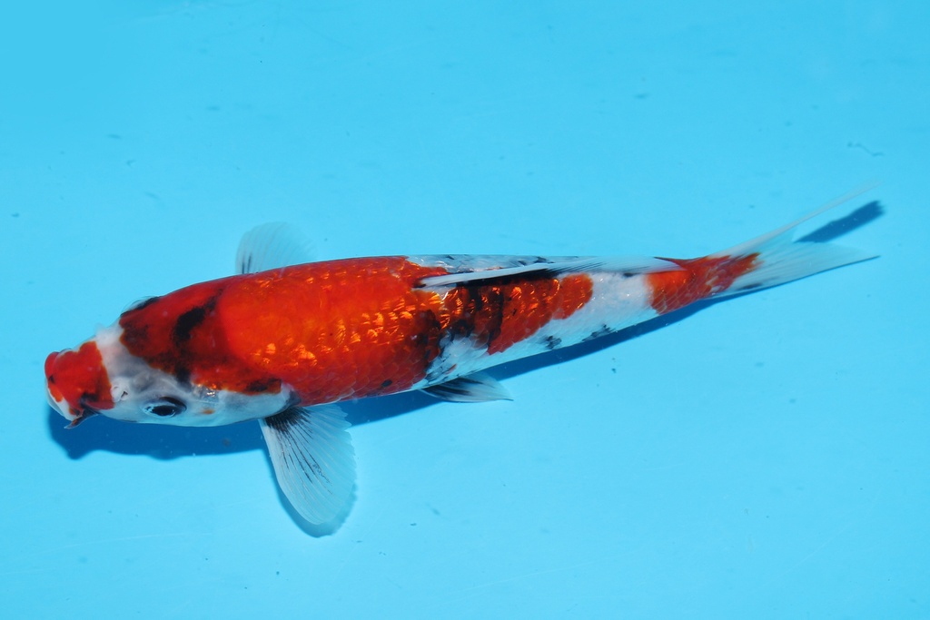 349093 21cm 尾形产 银鳞昭和 当才 公母不明 S15上 (3).JPG