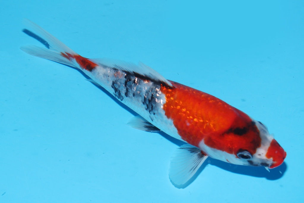 349093 21cm 尾形产 银鳞昭和 当才 公母不明 S15上 (2).JPG