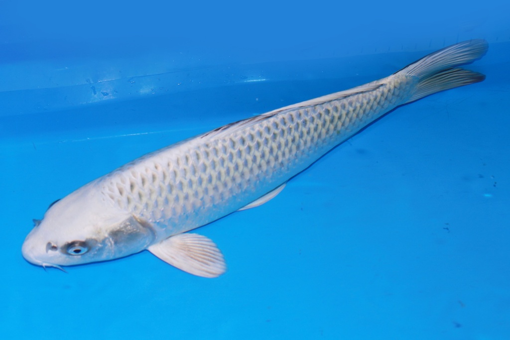 349099 35cm 尾形产 银狐 当才 雄性 S3下 C50 (3).JPG