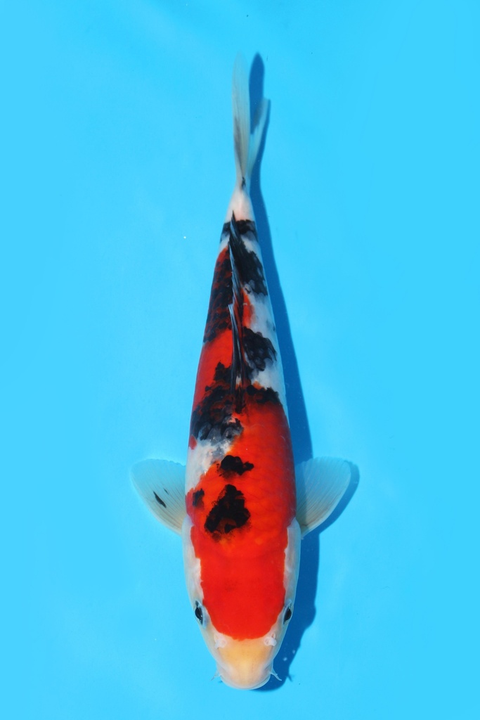 阪井产 大正 当才 24cm 公母不明 341061