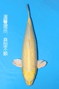 桃太郎产 银鳞黄金 明三才 70cm 雌性 341069