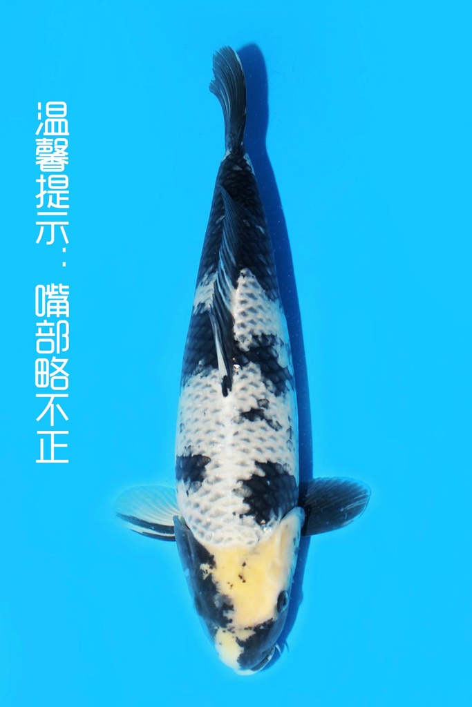 大塚产 影白写 二才 51cm 雌性 341071