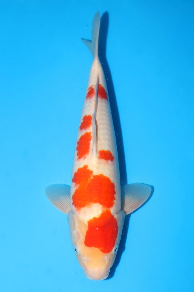 桃太郎产 红白 当才 41cm 雌性 341075