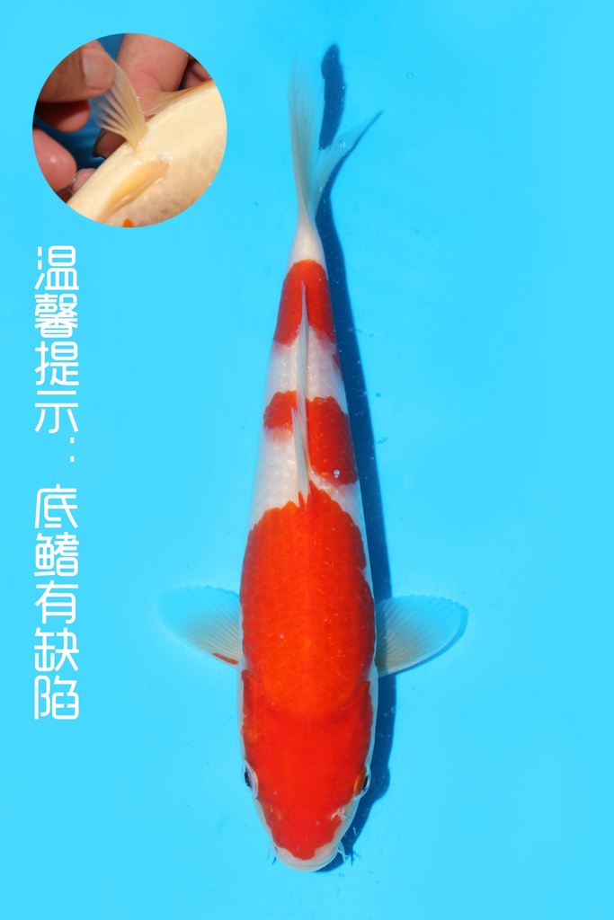 阪井产 红白 当才 25cm 公母不明 341087