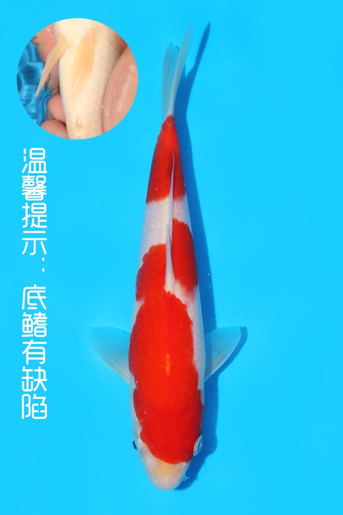 阪井产 红白 当才 25cm 公母不明 341088