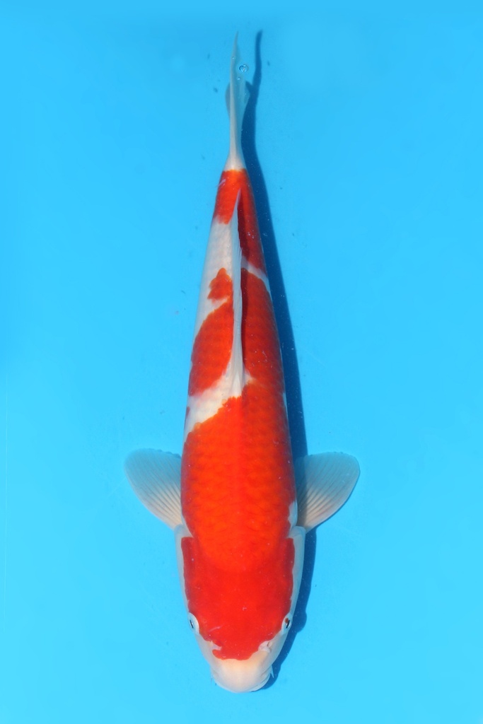 桃太郎产 红白 当才 37cm 雌性 341089