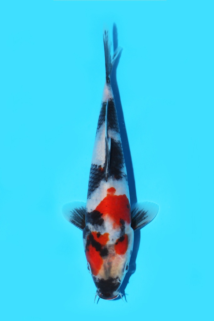 清十郎产 昭和 当才 20cm 公母不明 341097